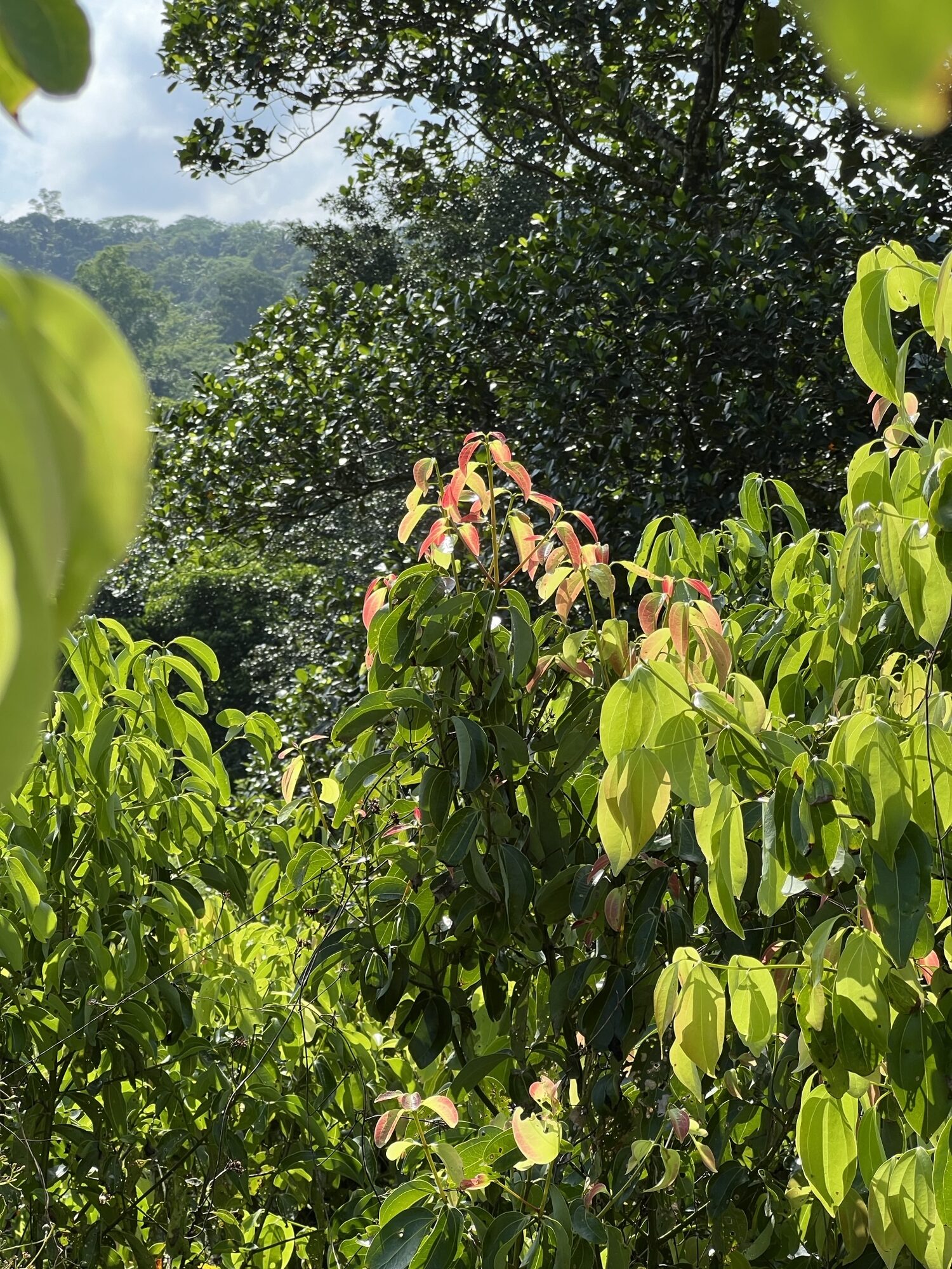 Ceylon Cinnamon Tree True Cinnamon Tree Cinnamon Bark Live Plant